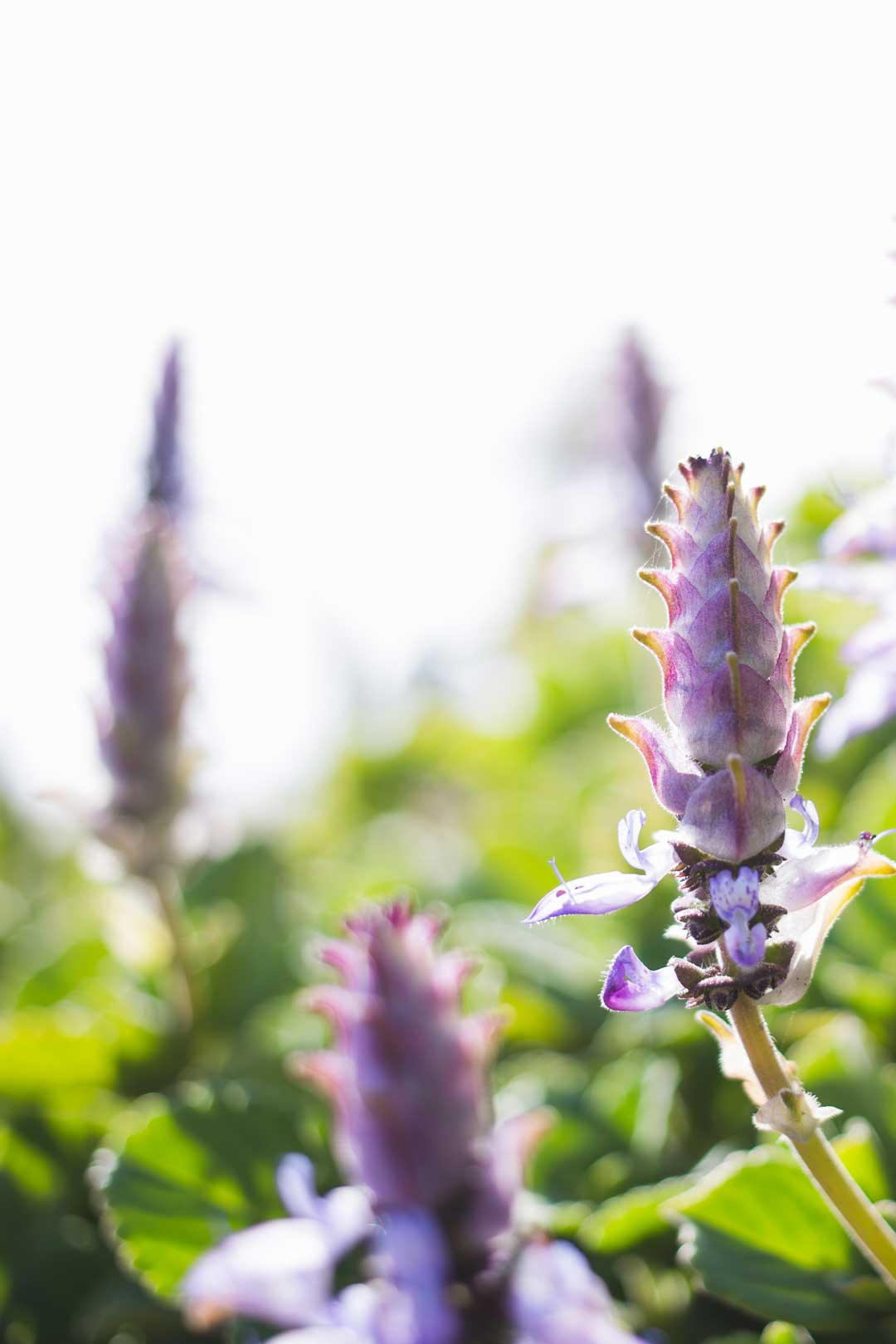 L'Istituto Fanfani propone il servizio CERFIT, un approccio innovativo alla cura, unendo la scienza medica alle proprietà terapeutiche delle piante medicinali.